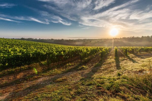 Wino chorwackie z regionu Istria